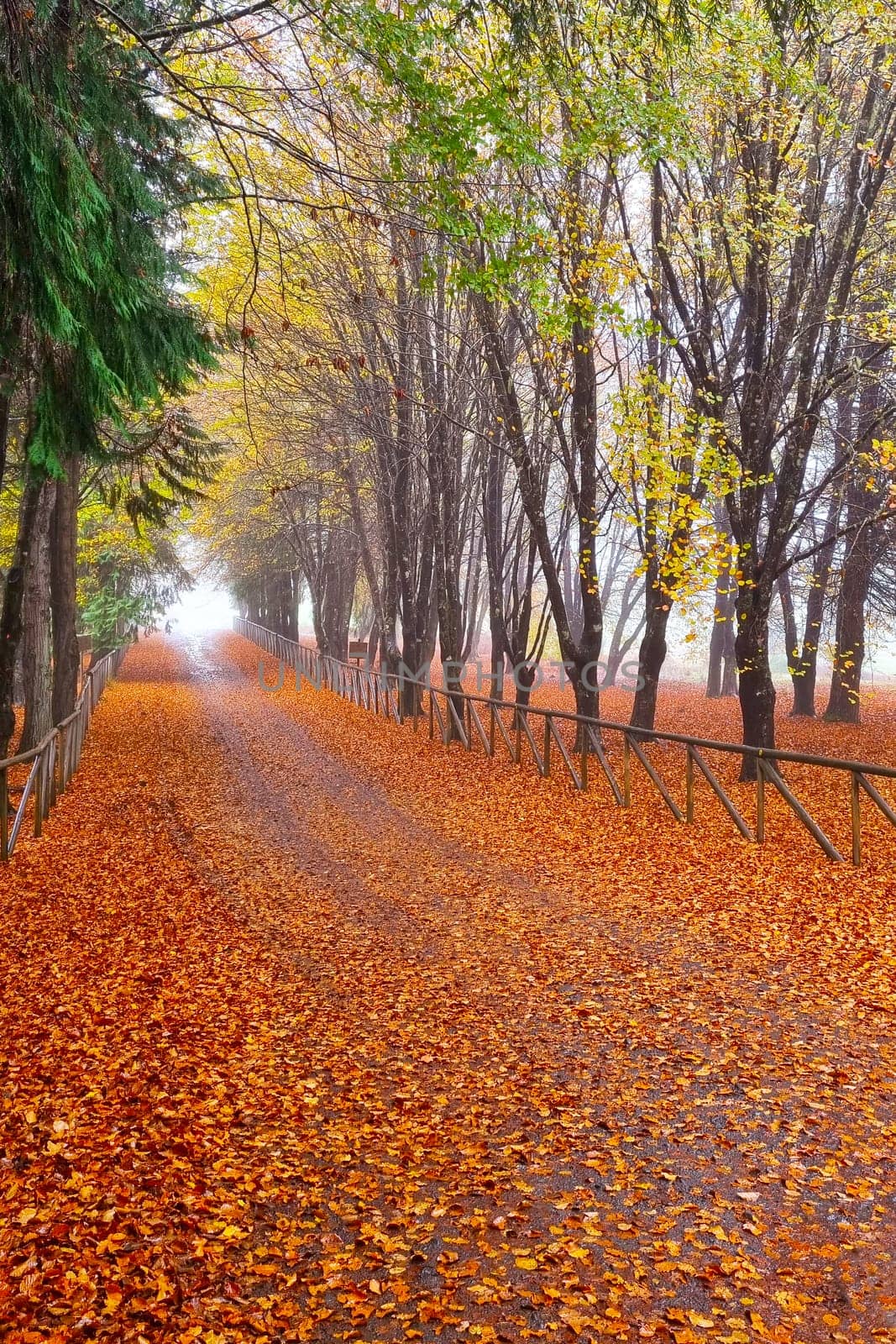 Beautiful autumn background of fallen leaves from trees in the park. by kip02kas