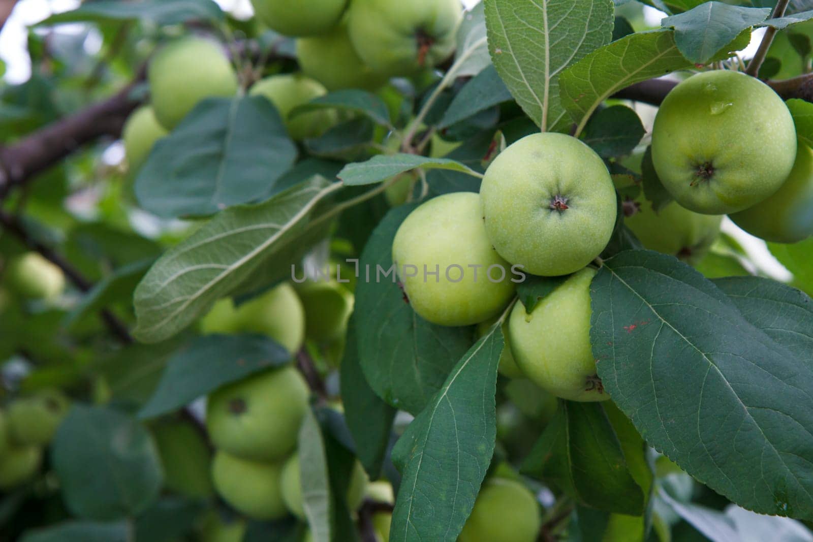 Branch of green apples on a tree in a garden. by mvg6894