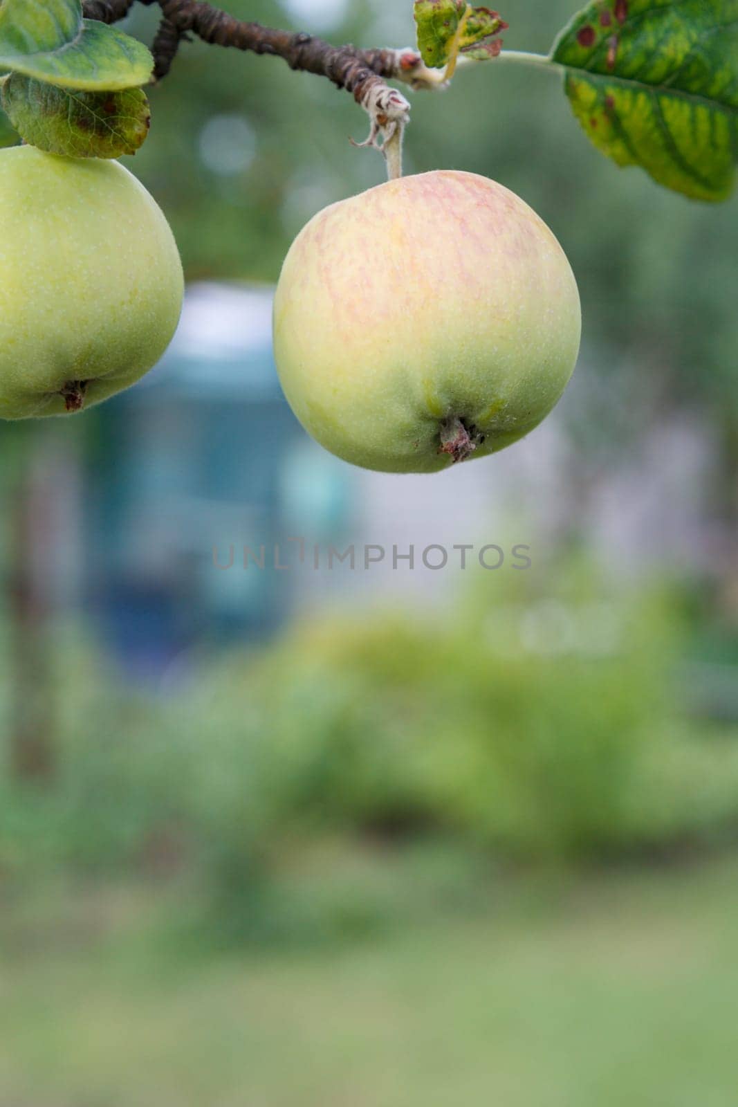Close-up view of green unripe apples on the tree in the garden in summer day with natural blurred background. Shallow depth of field.