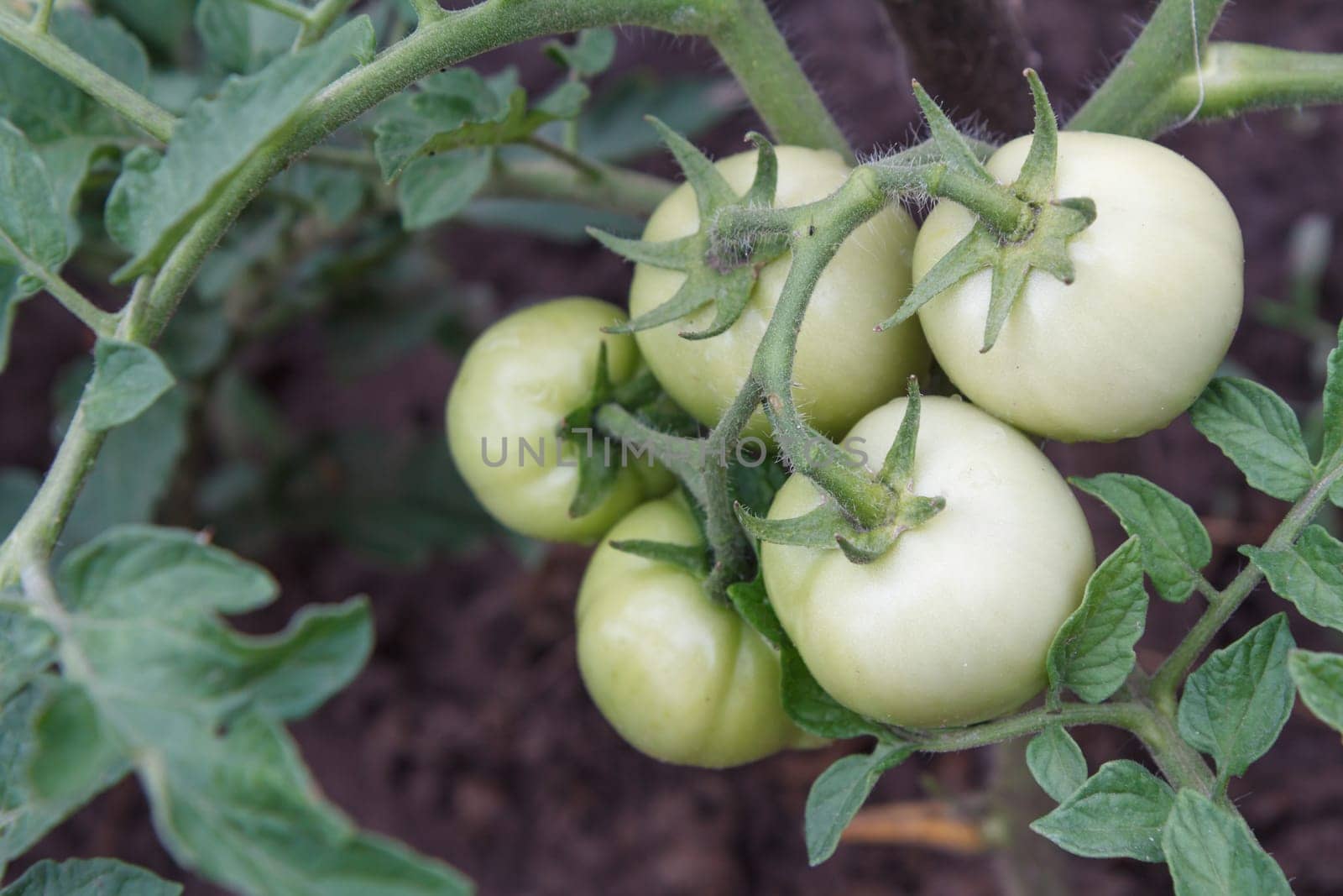Top view of unripe green tomatoes growing on bush in the garden. Top view. Cultivation of tomatoes in a greenhouse.