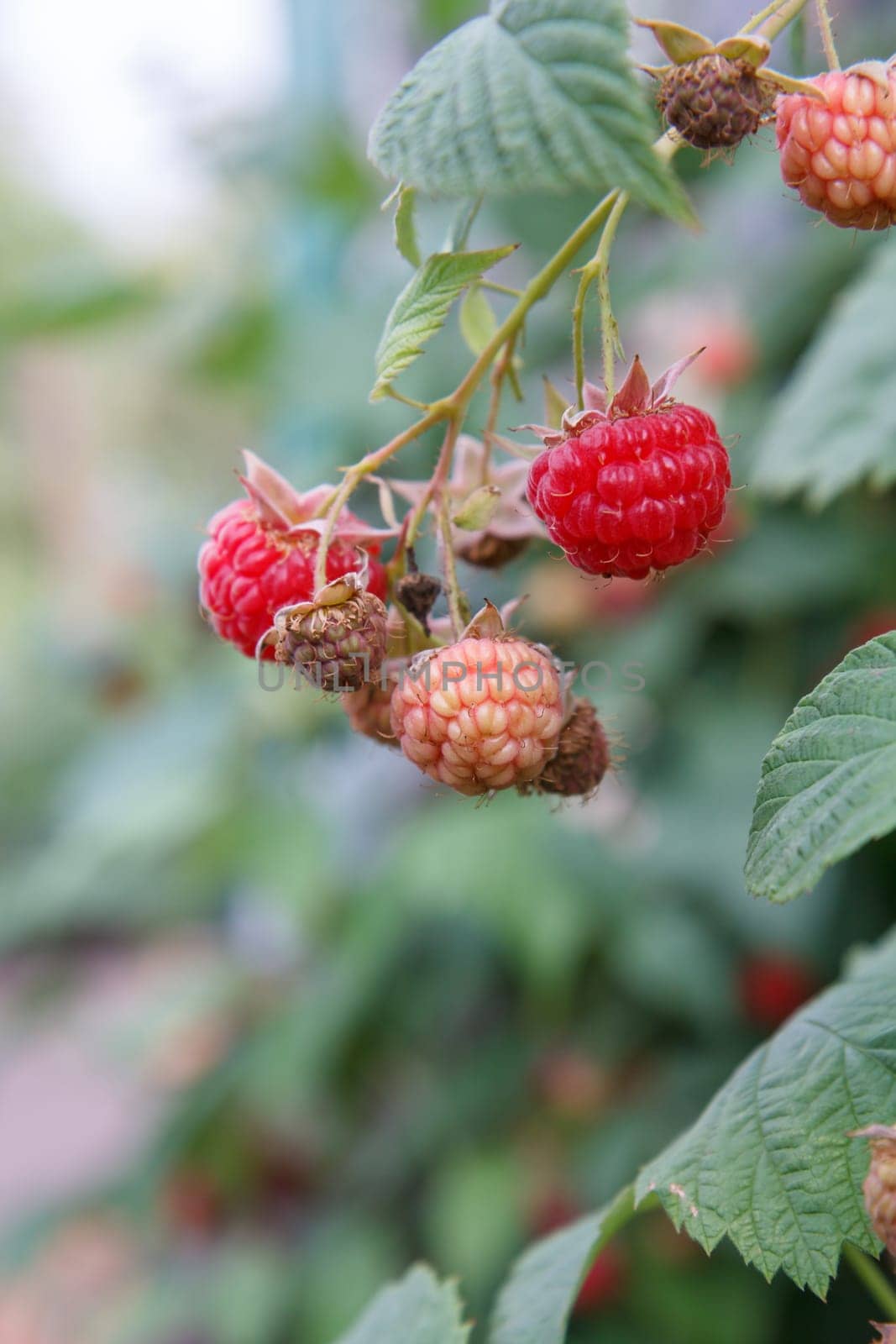 Close-up view of the ripe and unripe raspberries in the fruit garden with blurred natural background. Shallow depth of field.