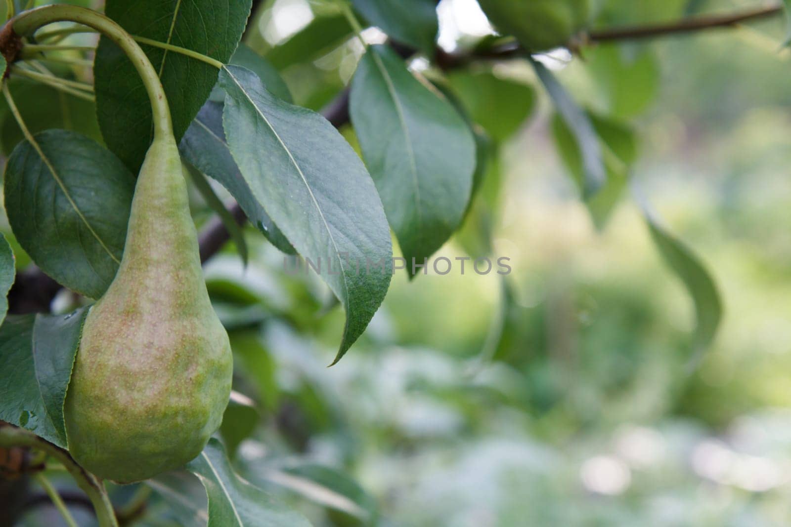 Close-up view of green unripe pear with water drops on the tree in the garden in summer day with leaves on the background. Shallow depth of field.