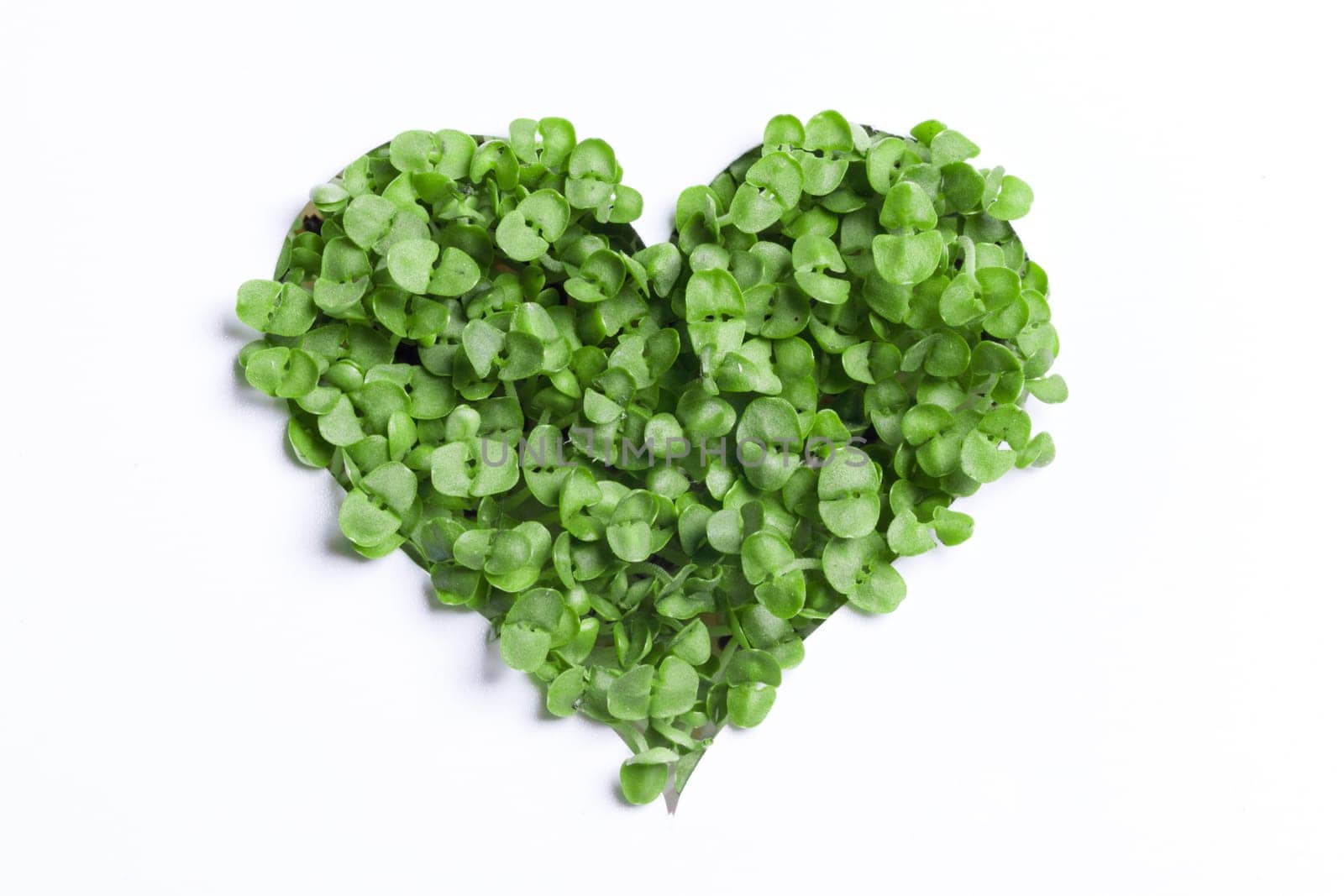 Sprout green plants growing a heart shape isolated on white background