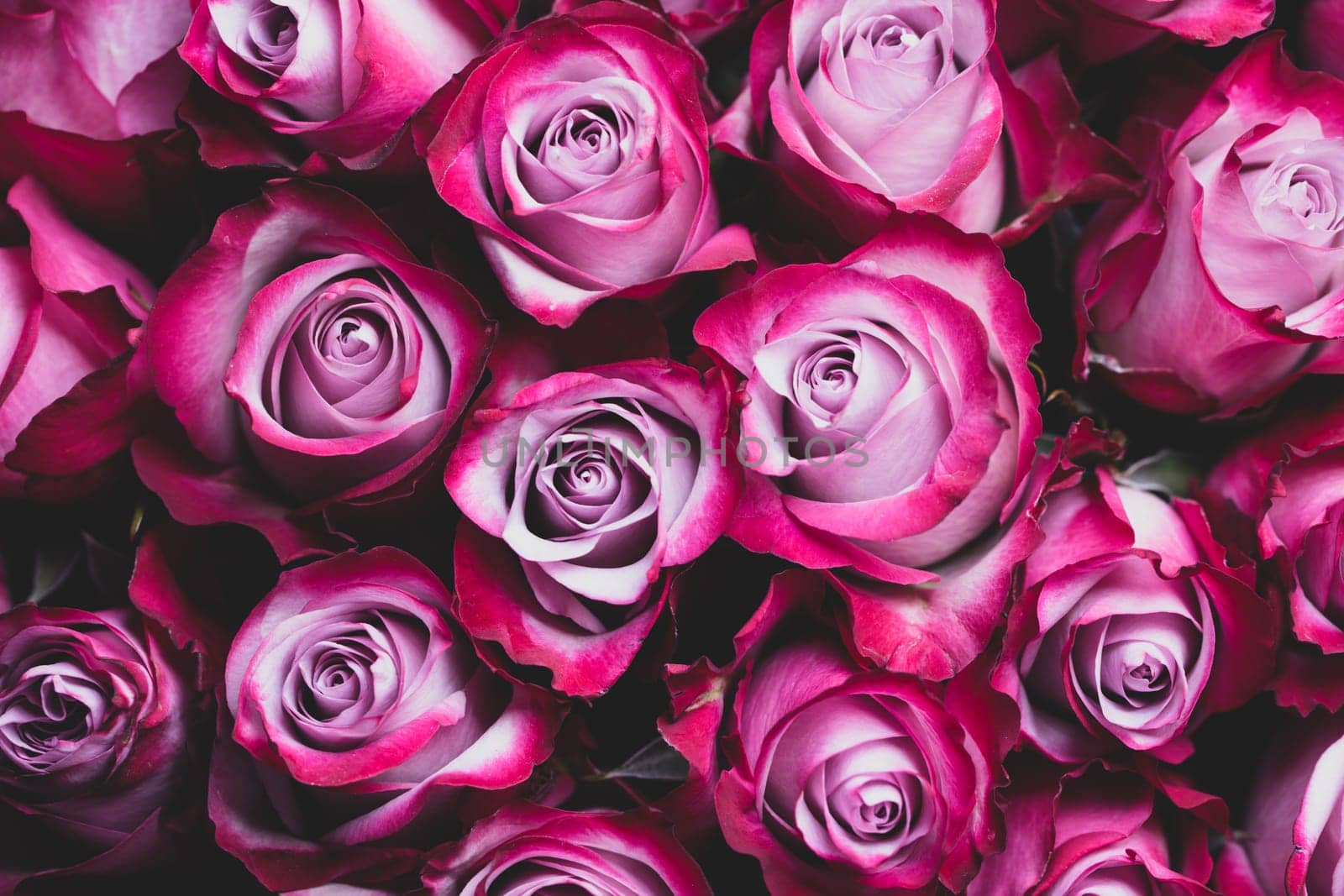 Beautiful pink roses background for Valentines day design