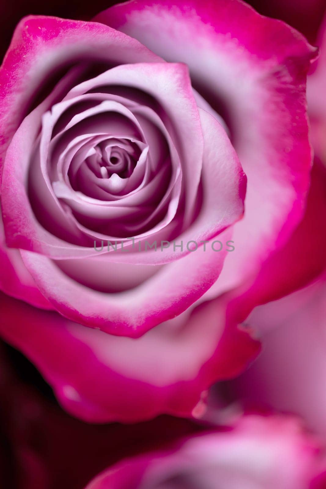 Beautiful pink roses background by Yellowj