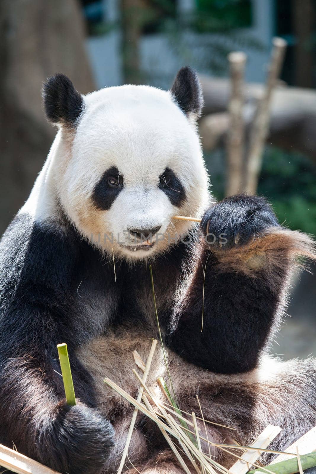 Panda eating bamboo close up photo