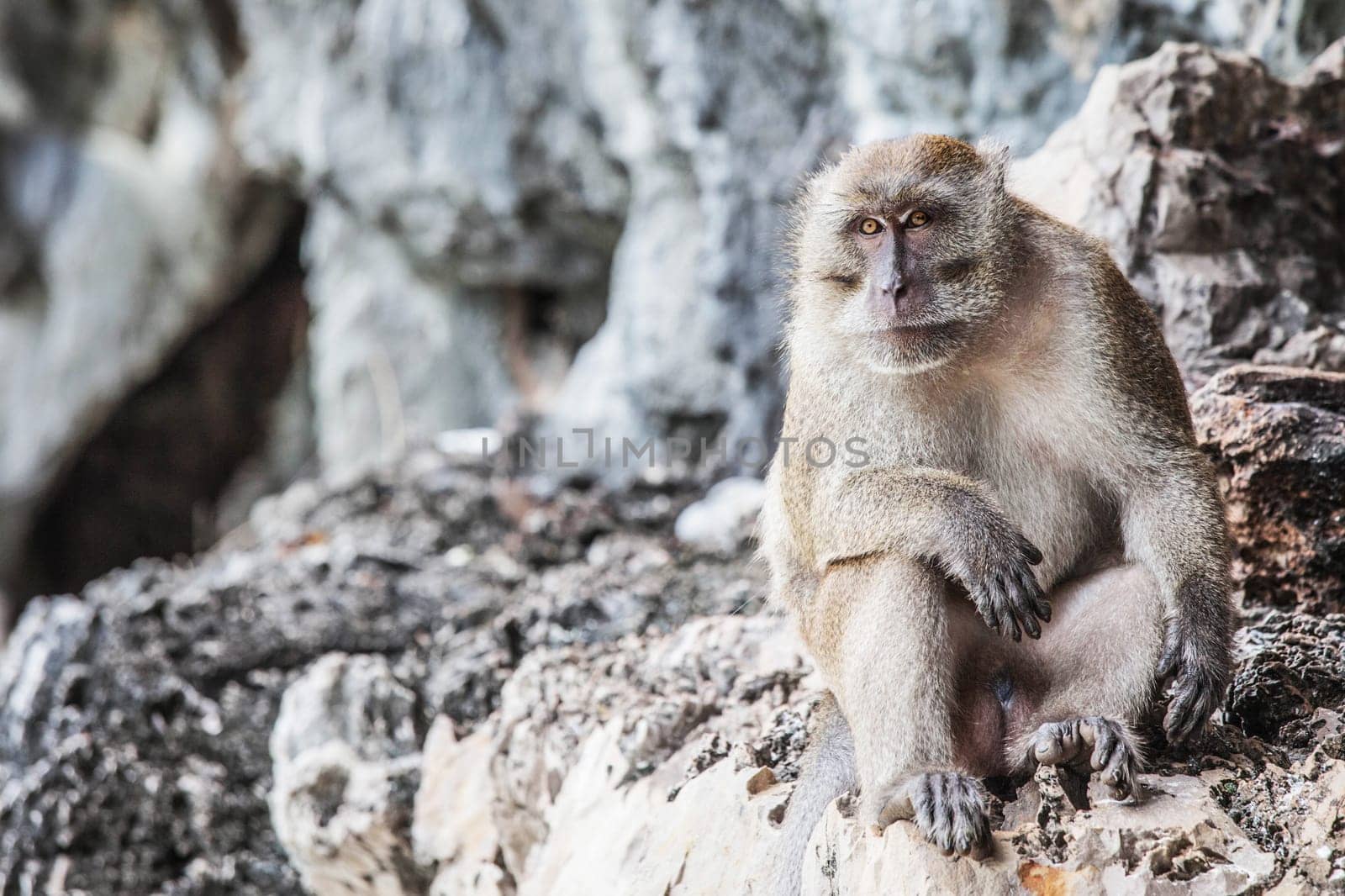 Long-tailed monkey animal portrait on the rock of Thailand island