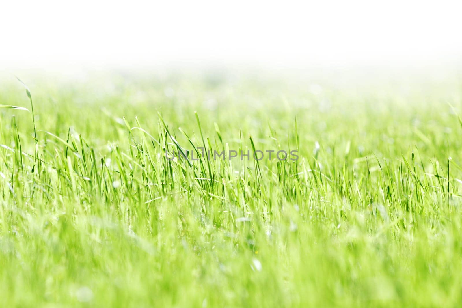 spring green grass at the park