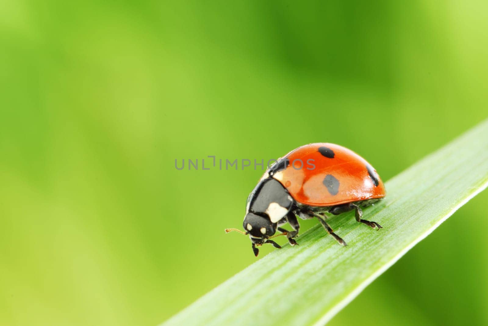 ladybug on grass by Yellowj
