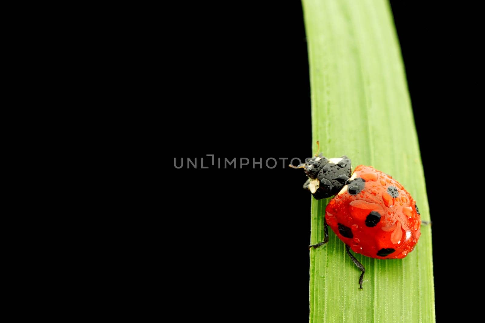 ladybug isolated on black by Yellowj