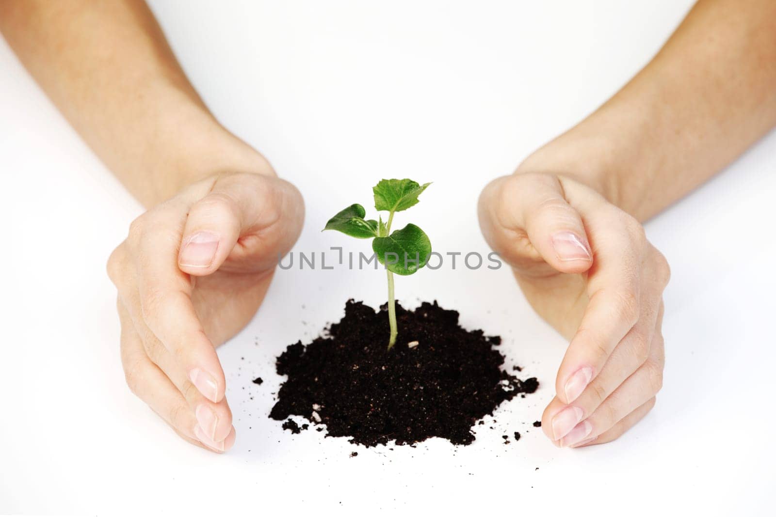 young plant cover their hands on a white background