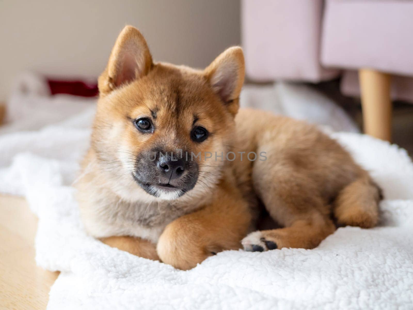 Portrait of cute Shiba Inu small dog, puppy, Close up. Dogecoin. Red-haired Japanese dog smile portrait. Illuminating color, cryptocurrency, electronic money. High quality photo for postcard