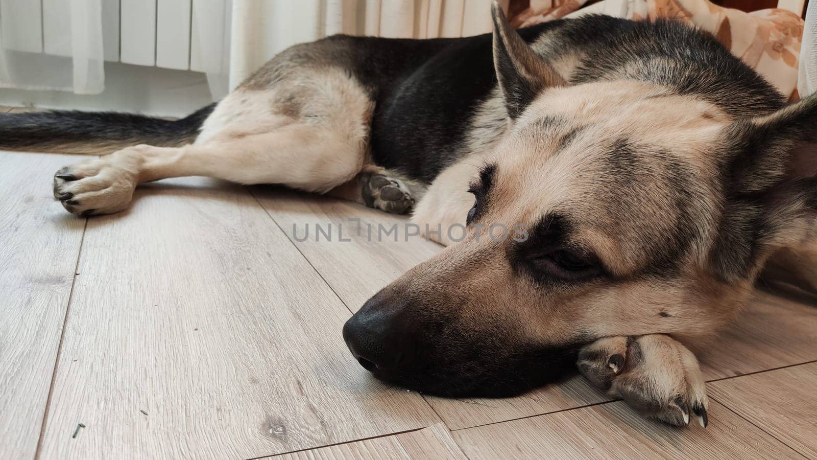 Dog German Shepherd inside of the room. Russian eastern European dog veo indoors by keleny