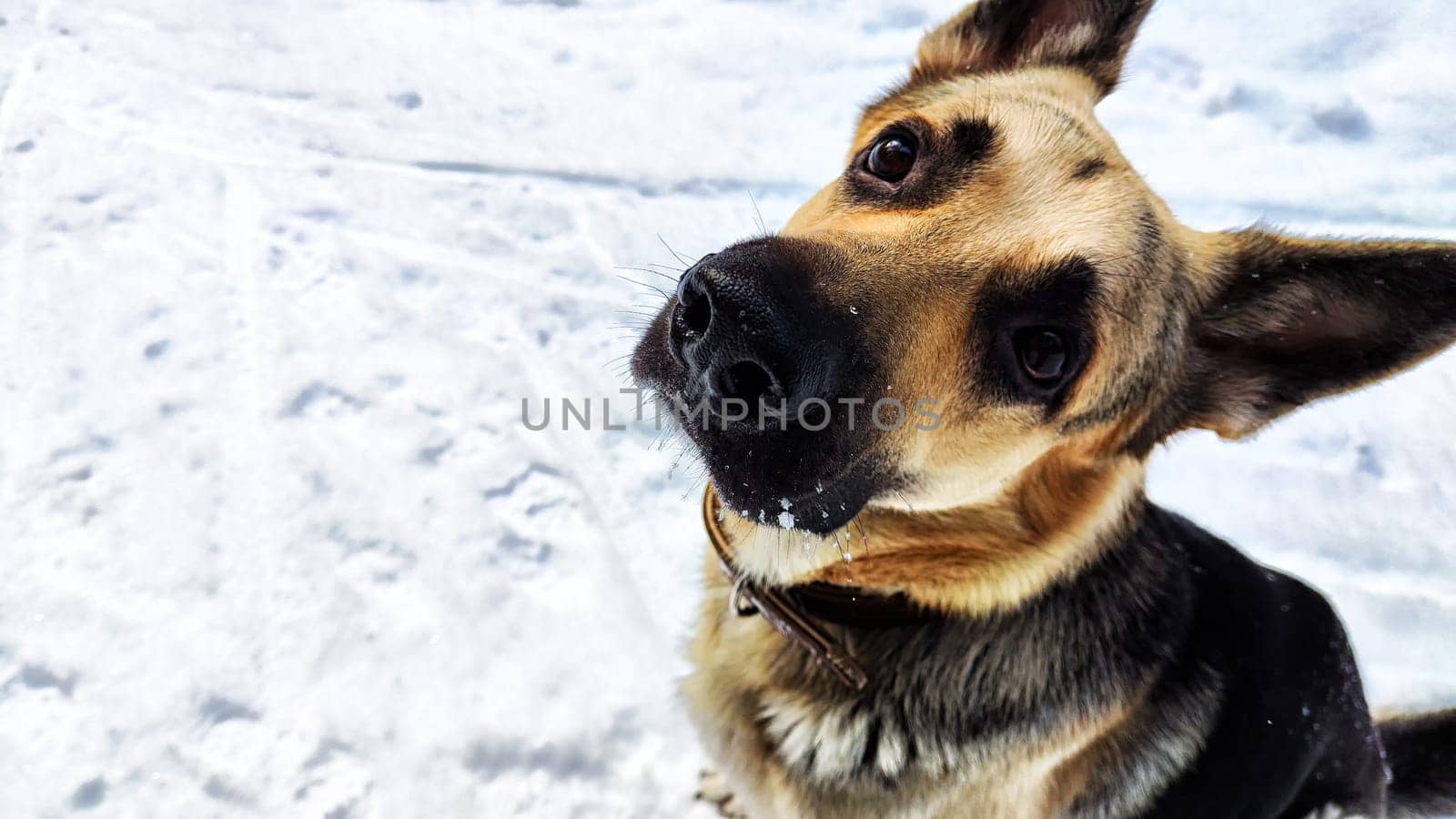 Dog German Shepherd in winter day and white snow arround. Waiting eastern European dog veo and white snow