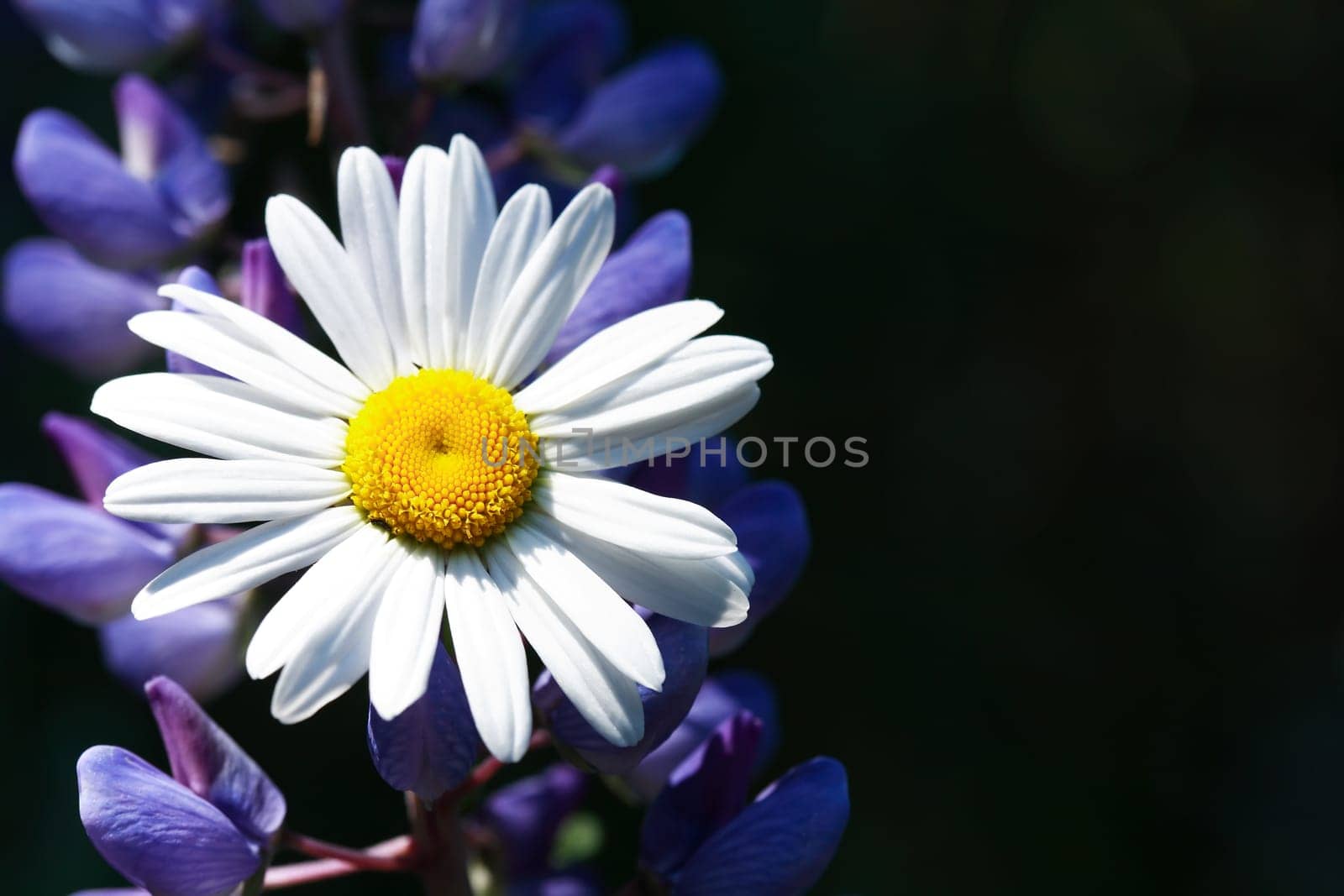 Closeup of field chamomile against freshness summer background