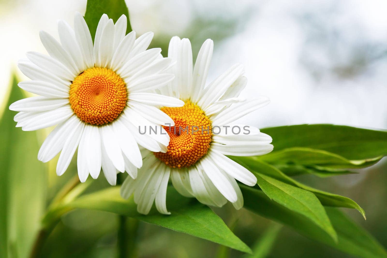 Closeup of field chamomiles against freshness summer background