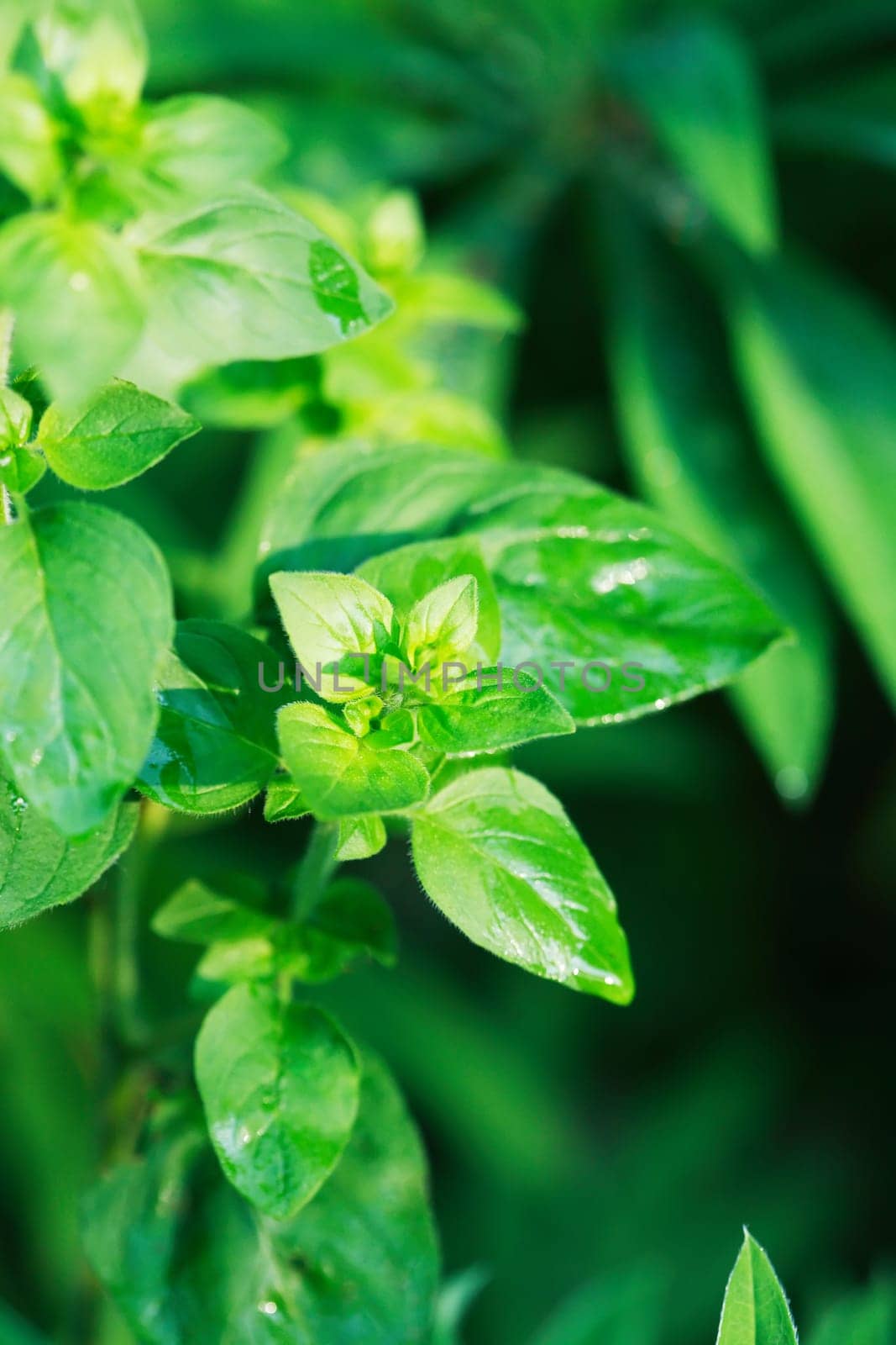 Green Leaves Background by kvkirillov