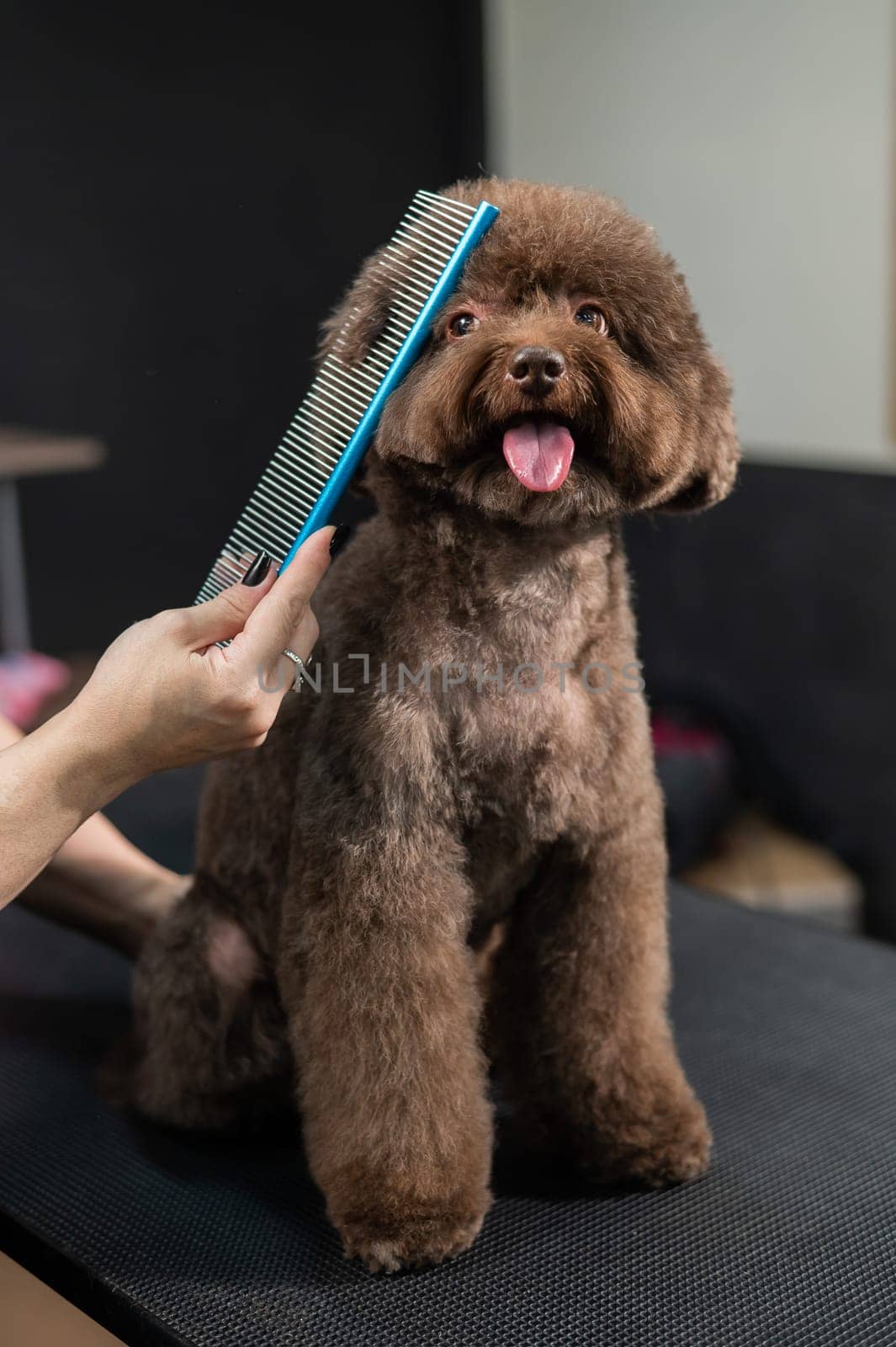 Woman combing a small dog with scissors in a grooming salon. by mrwed54