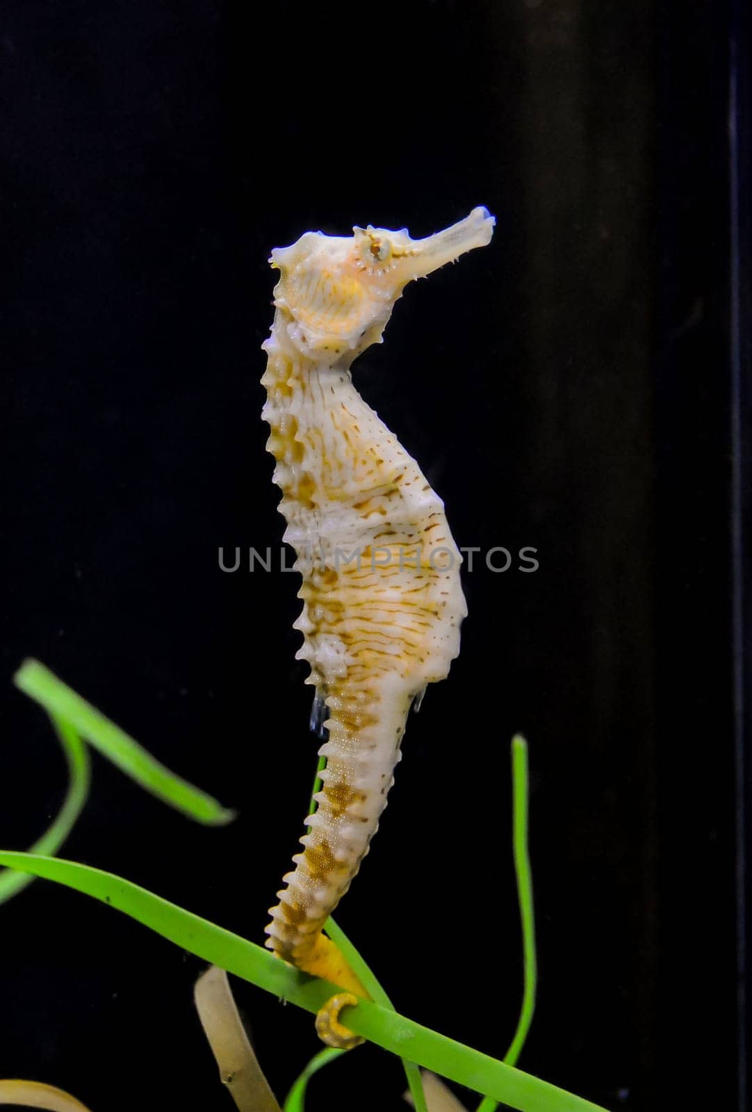 Seahorse in a large aquarium in the oceanarium
