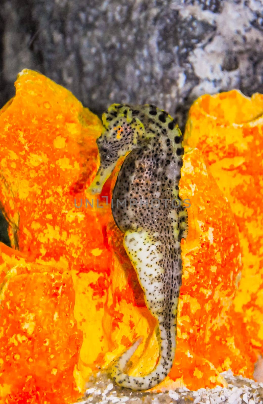 Seahorse in a large aquarium in the oceanarium
