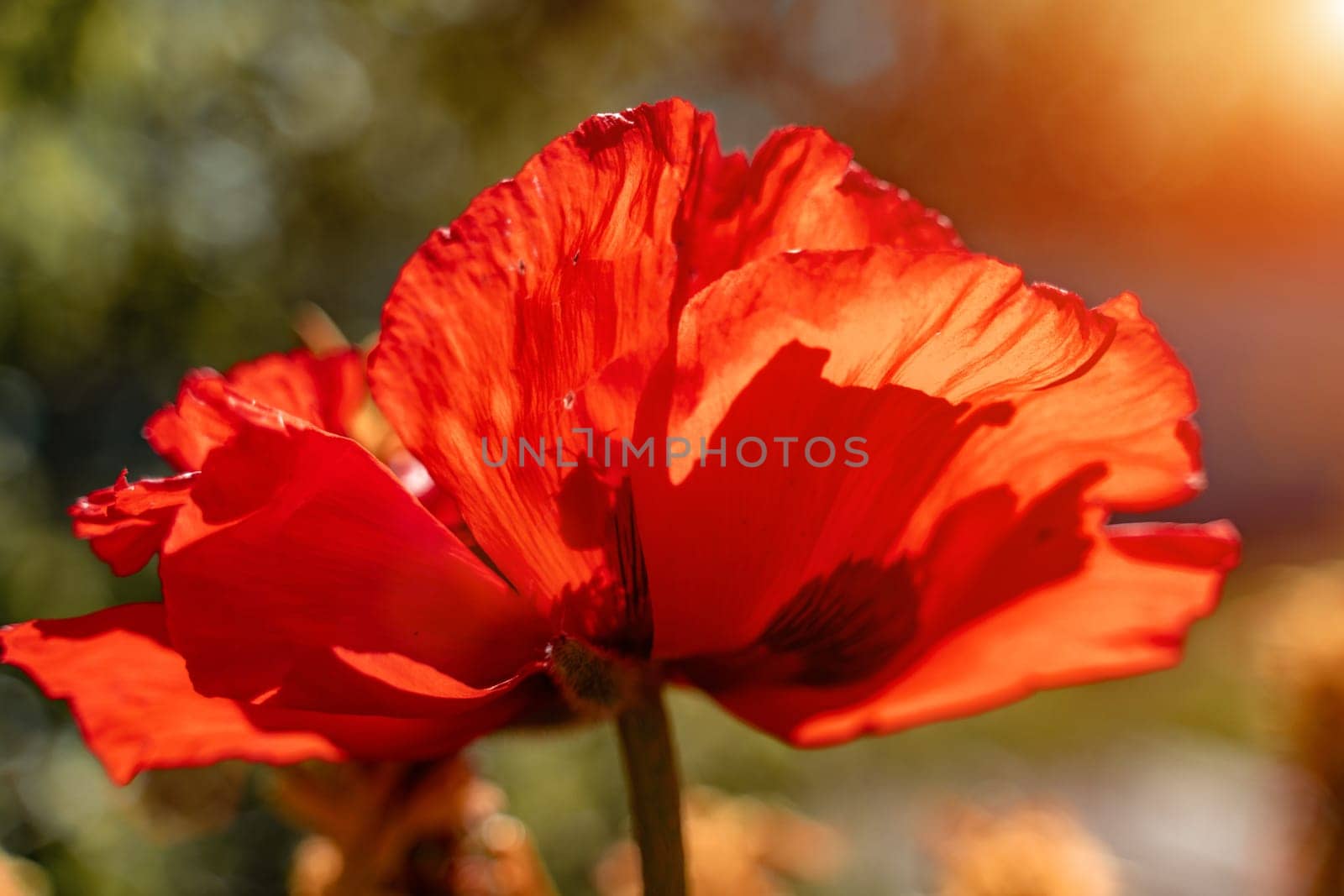 Inflorescence of red Decorative Poppy flower on the background of greenery in the flower garden on a Sunny spring day by Matiunina