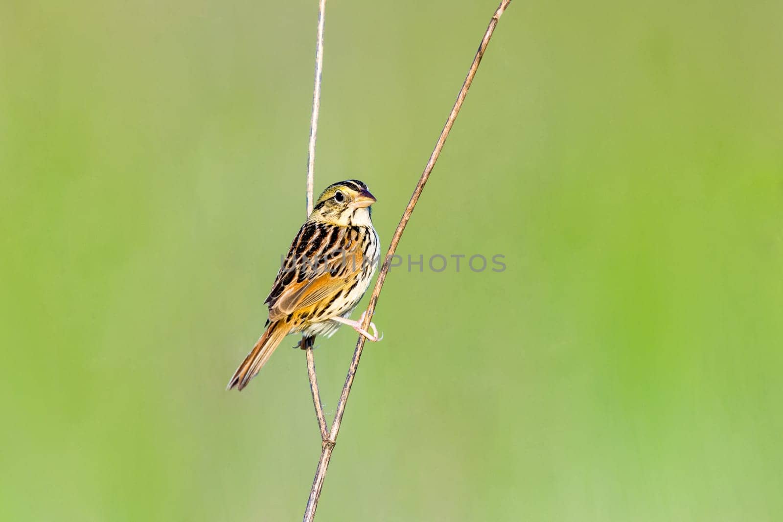 Henslows sparrow perched on some dead plants by Rajh_Photography