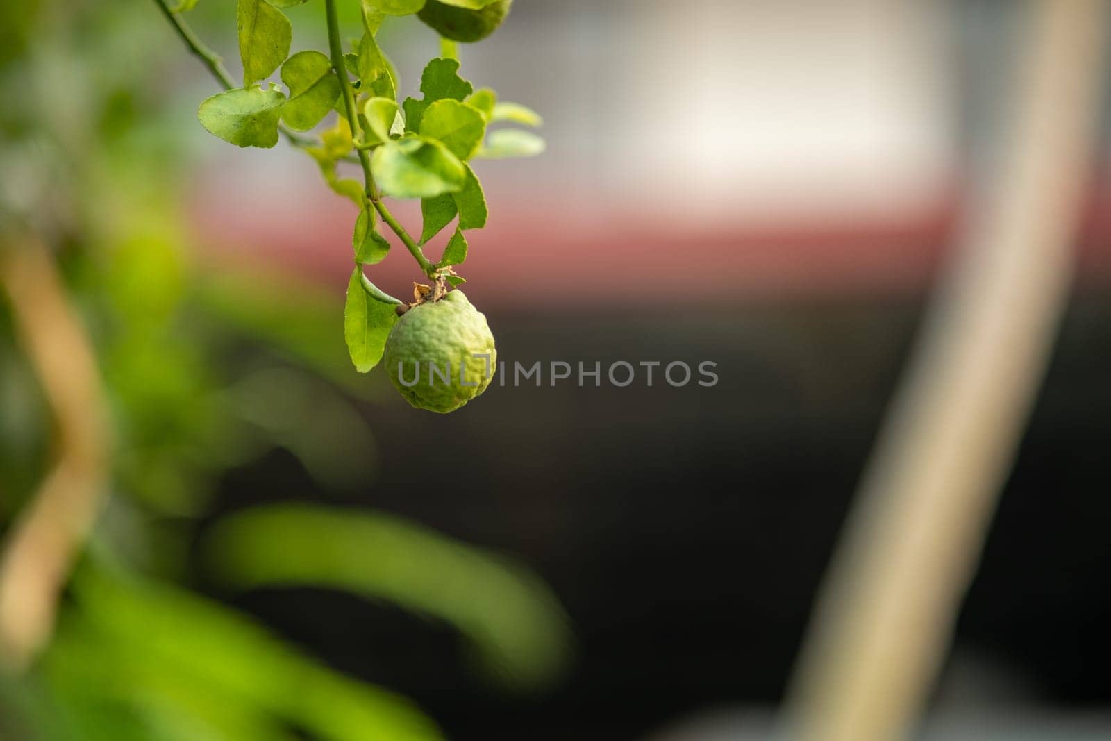 Fresh bergamot hanging on a tree with space for text, Kaffir lime hanging on tree. High quality photo