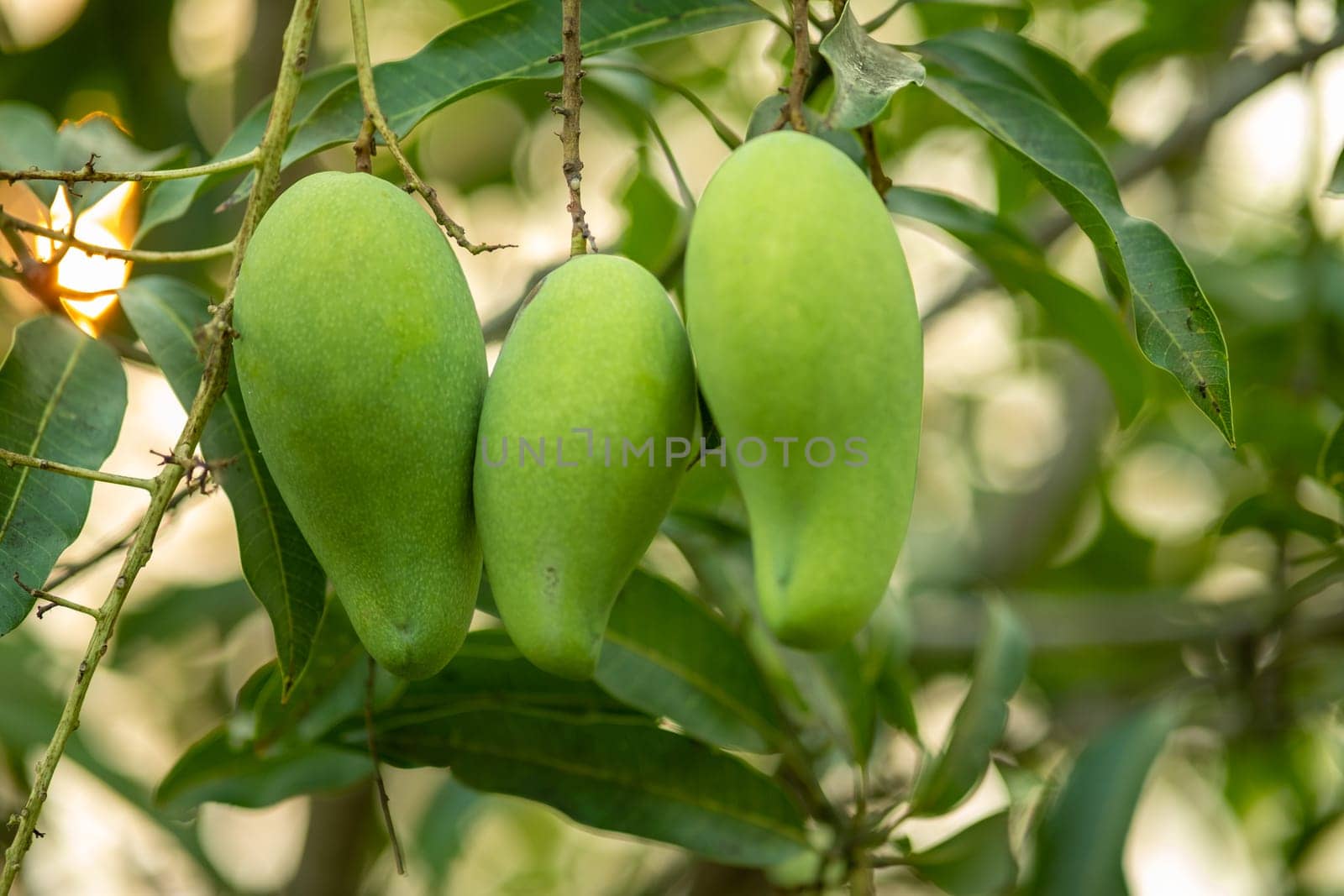 close up raw green mango hanging on the tree, Green mango fruit is growing on a tree, A branch with green mangoes by wuttichaicci