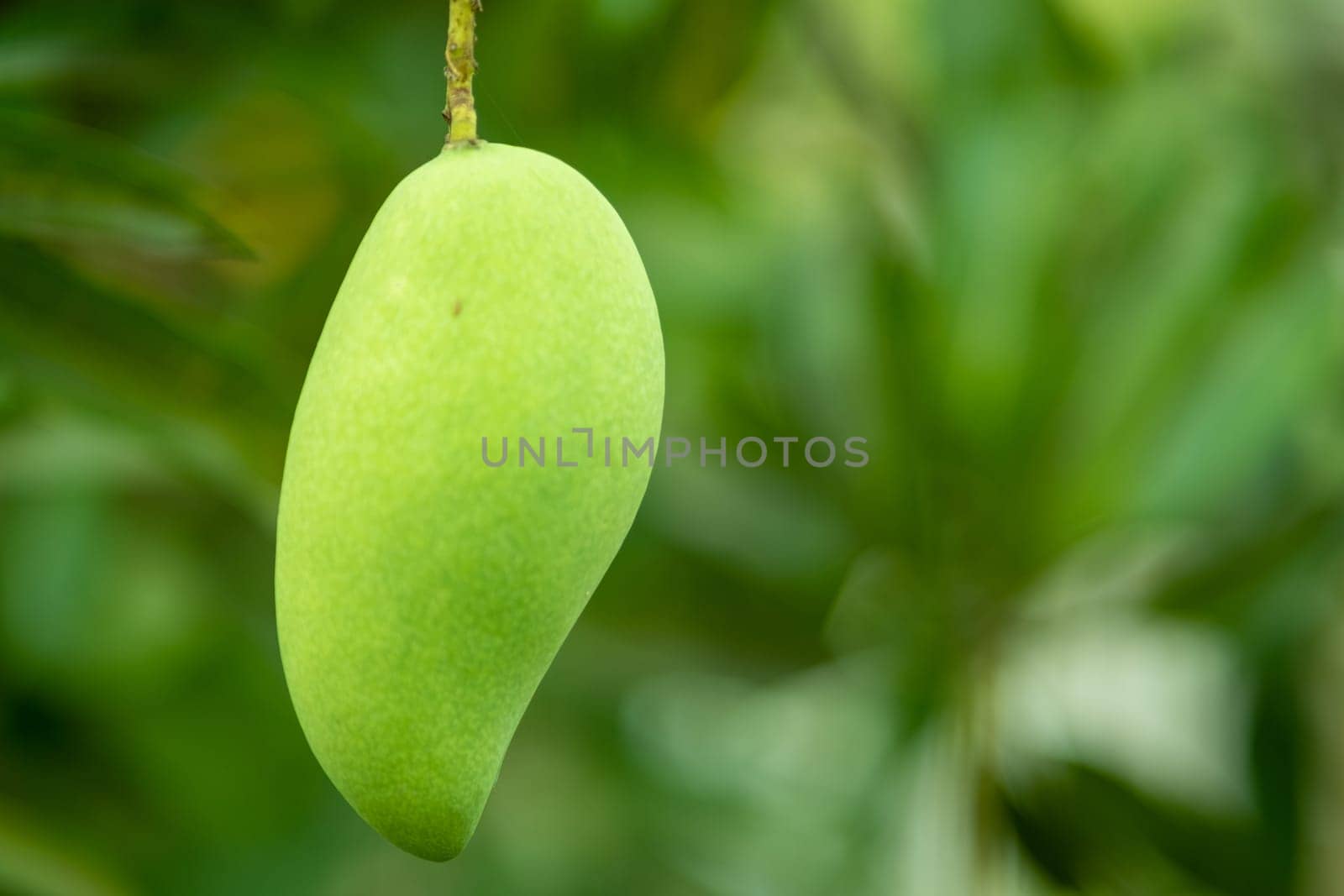 close up raw green mango hanging on the tree, Green mango fruit is growing on a tree, A branch with green mangoes. High quality photo