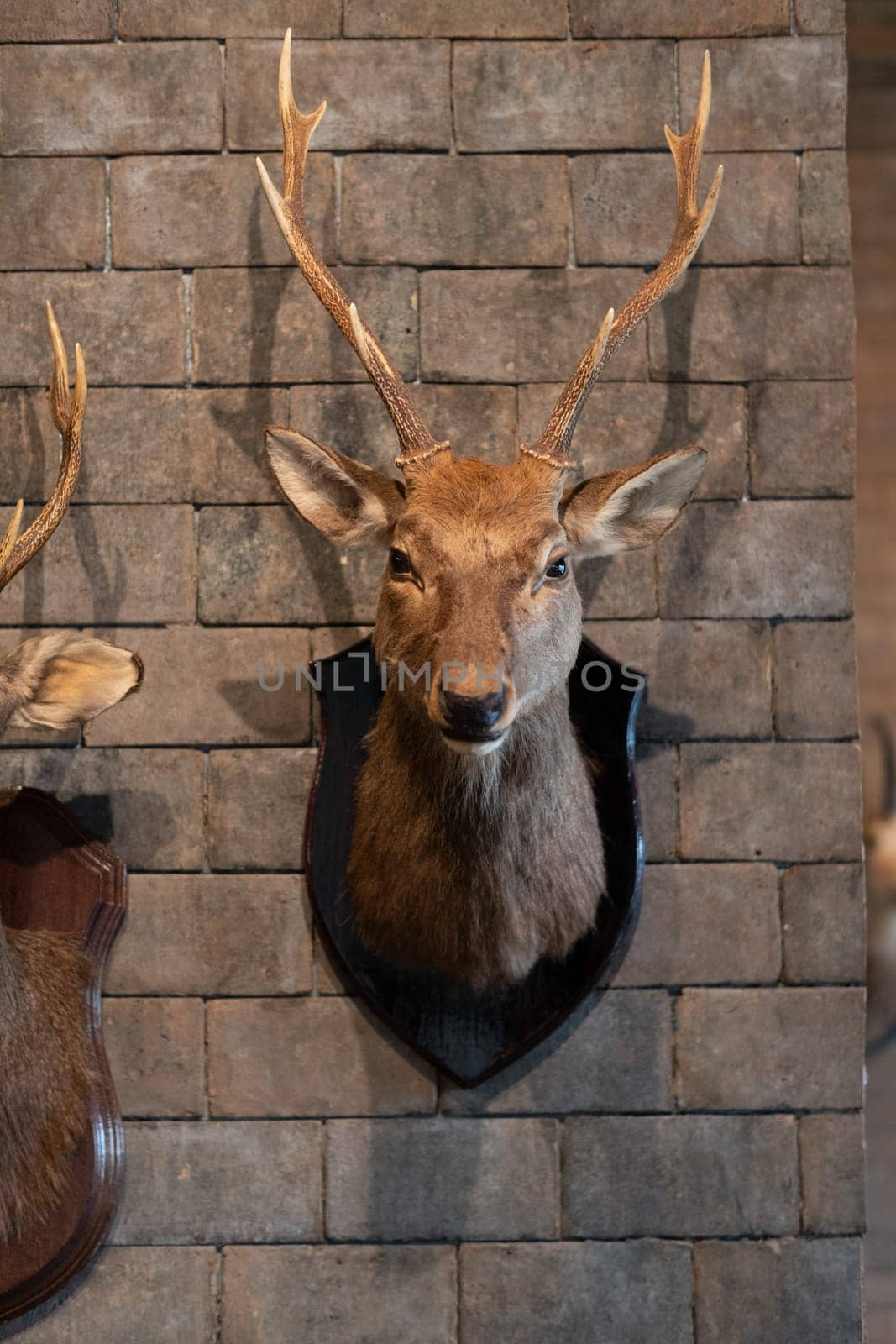 Head deer mount on the wall, 2 head, deer antlers attached to the wall by wuttichaicci