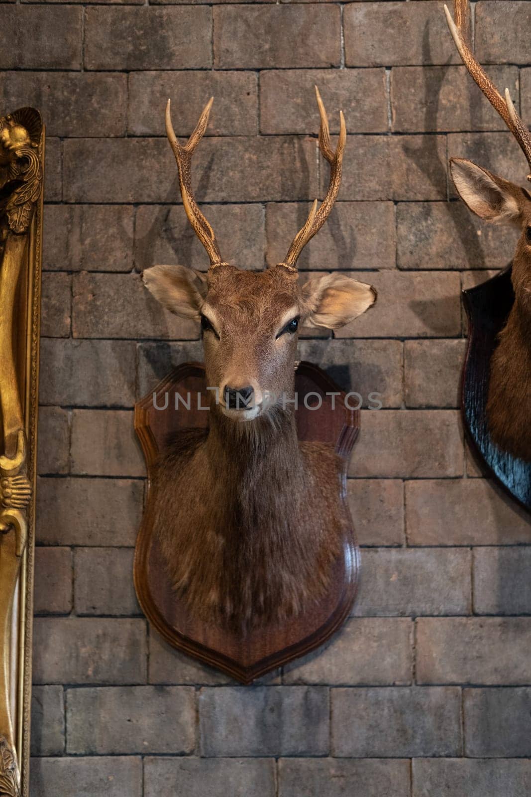 Head deer mount on the wall, 2 head, deer antlers attached to the wall. High quality photo