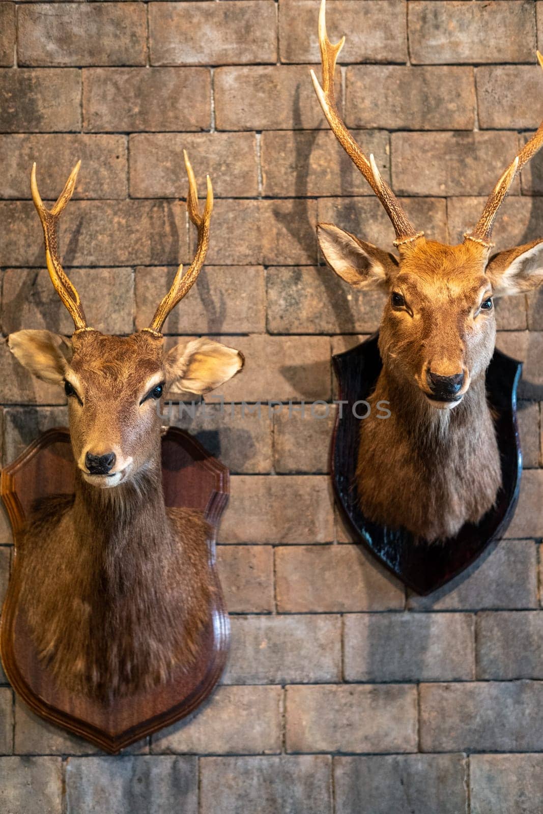 Head deer mount on the wall, 2 head, deer antlers attached to the wall. High quality photo