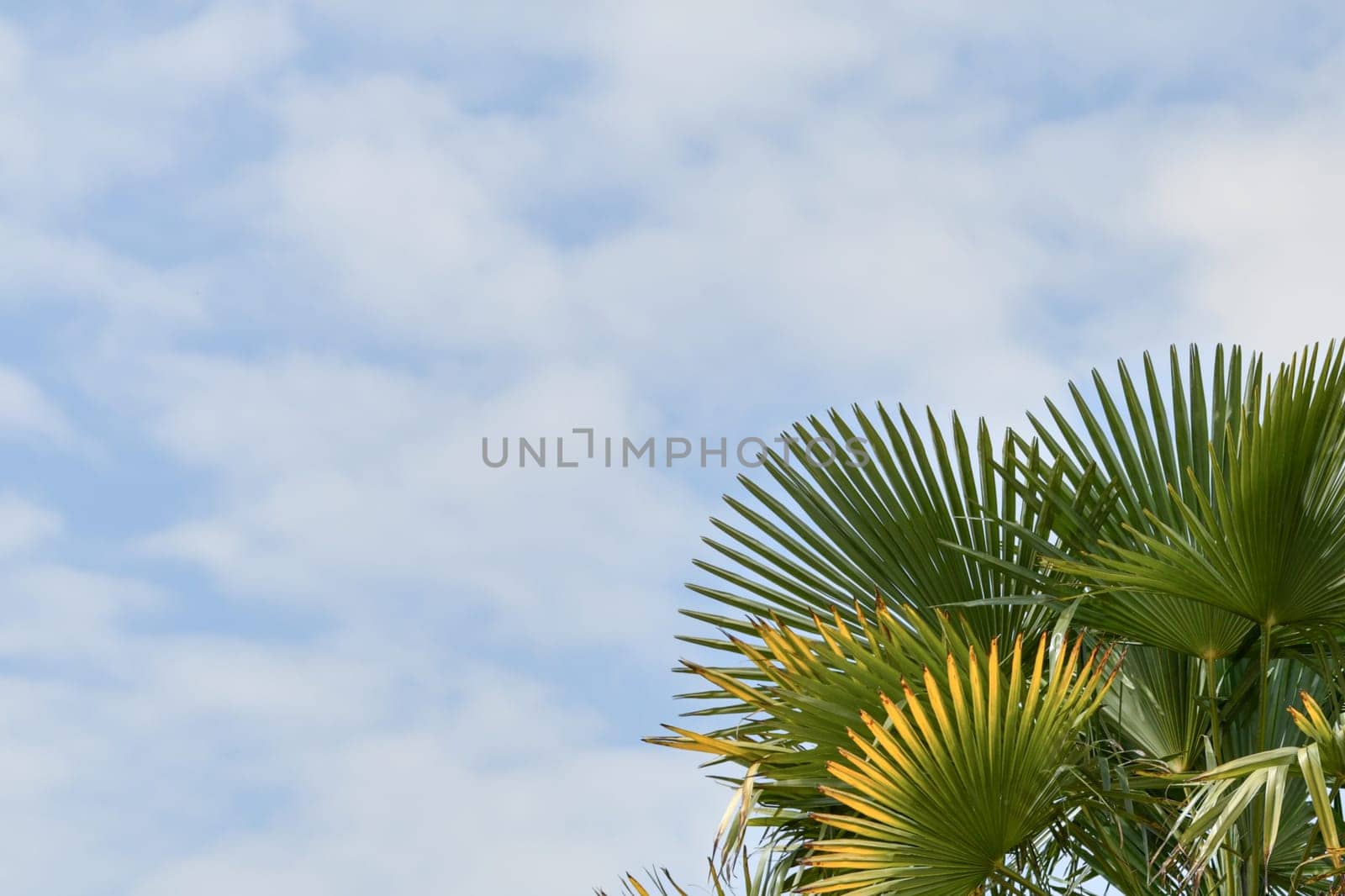 Palm tree against the blue sky