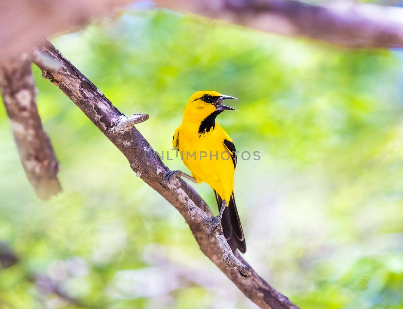 A Yellow Oriole perched on a tree by Rajh_Photography