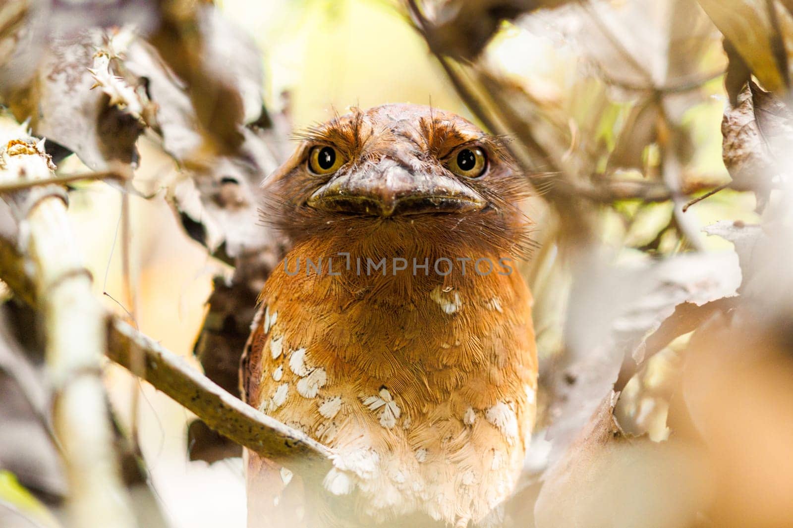 A femal Srilankan Frogmouth hiding in the vines in southern India