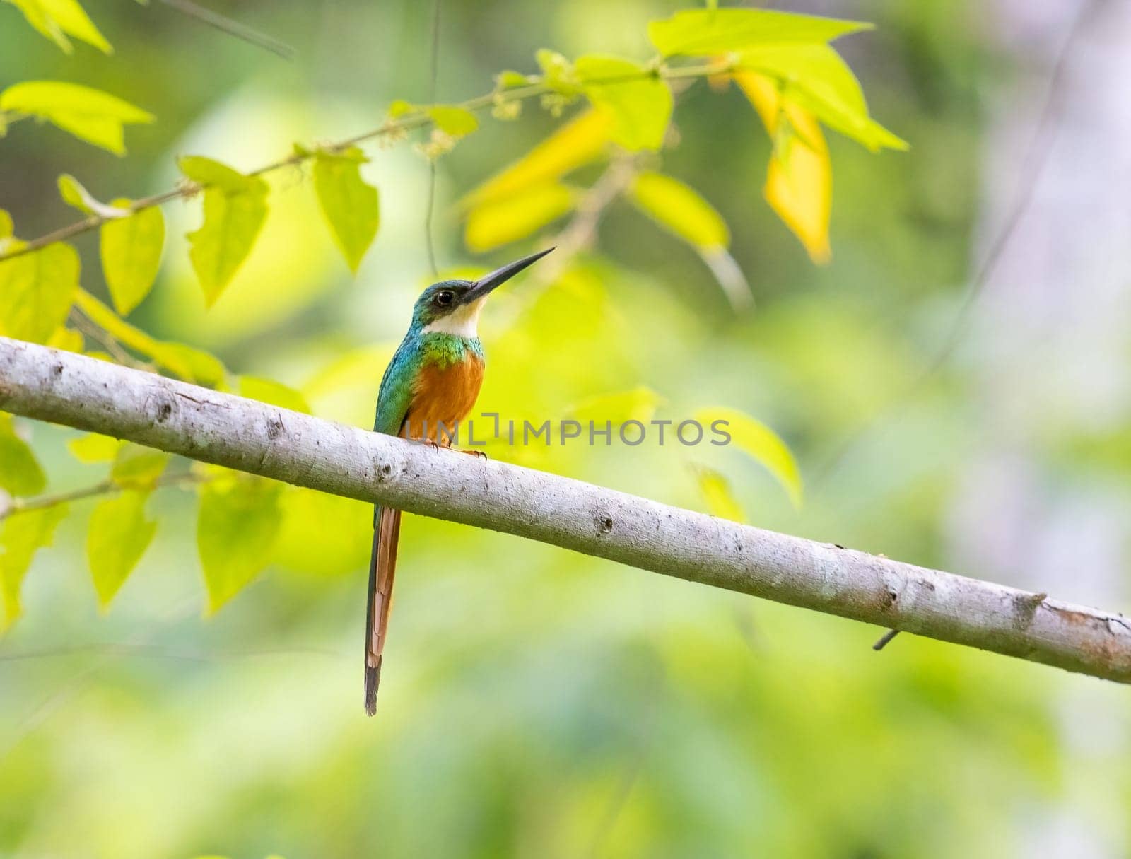 A Rufous-tailed Jacamar perched on a tree in Northern Colombia