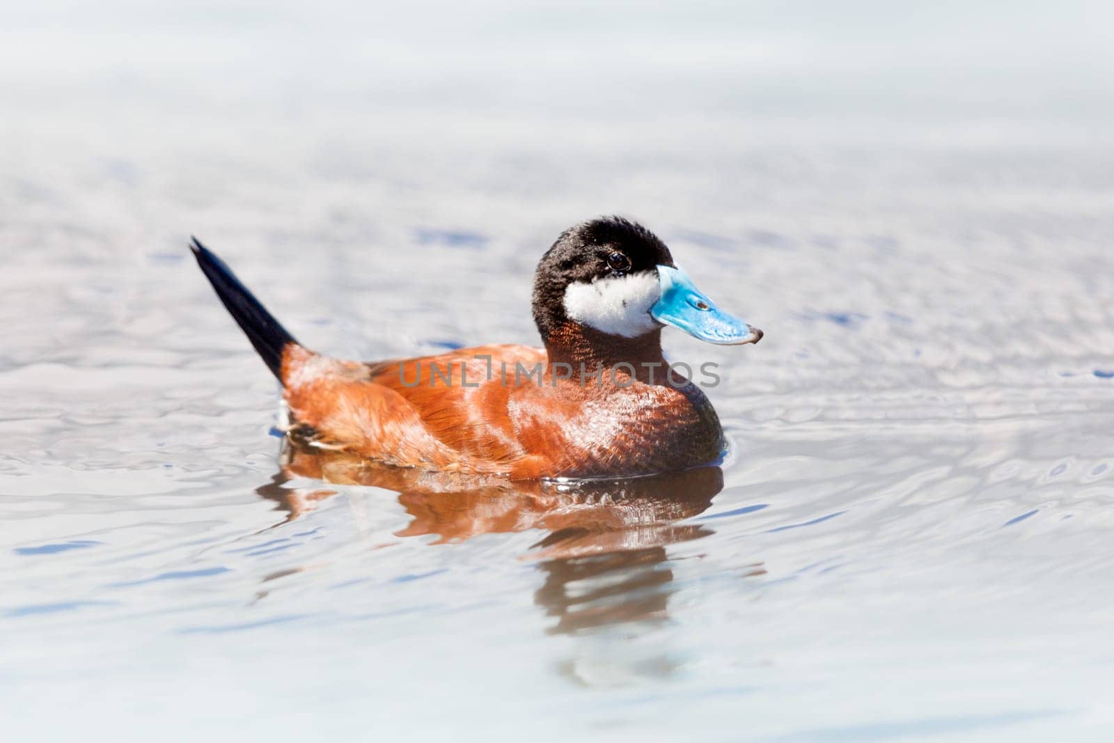 A Ruddy Duck swimming in a lake in Nassau, Bahamas