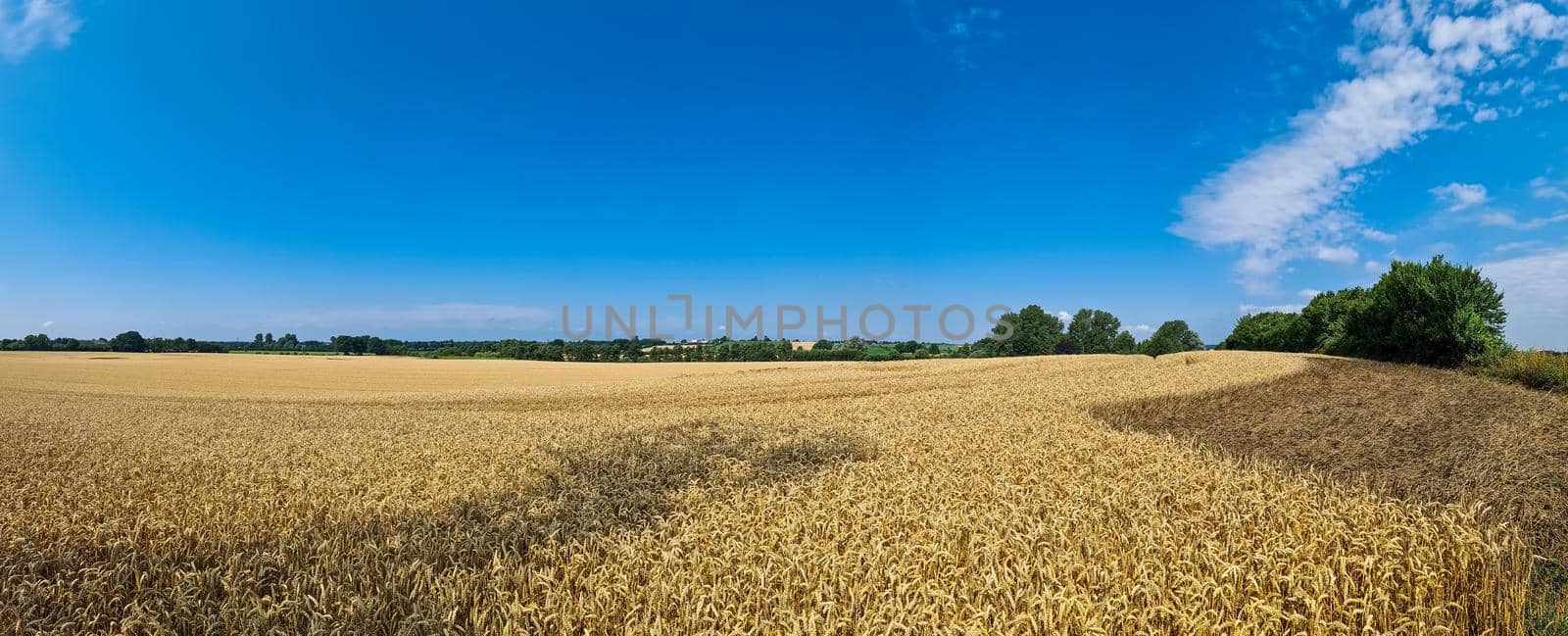 Summer view on agricultural crop and wheat fields ready for harvesting by MP_foto71