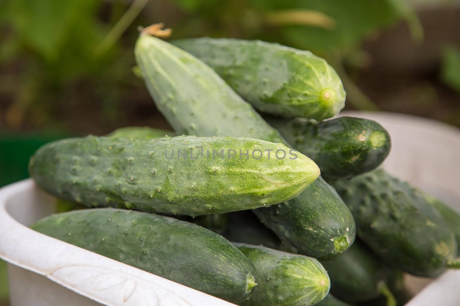 Green cucumbers in a white bowl grown in a greenhouse. Harvesting autumn vegetables. Healthy food concept, vegetarian diet of raw fresh food. Non-GMO organic food.