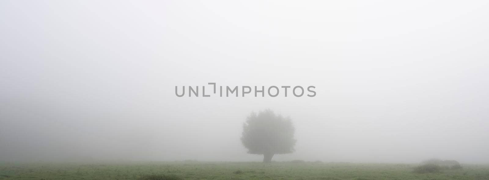 meadow with lonely tree in morning mist of french normandy on panorama photograph