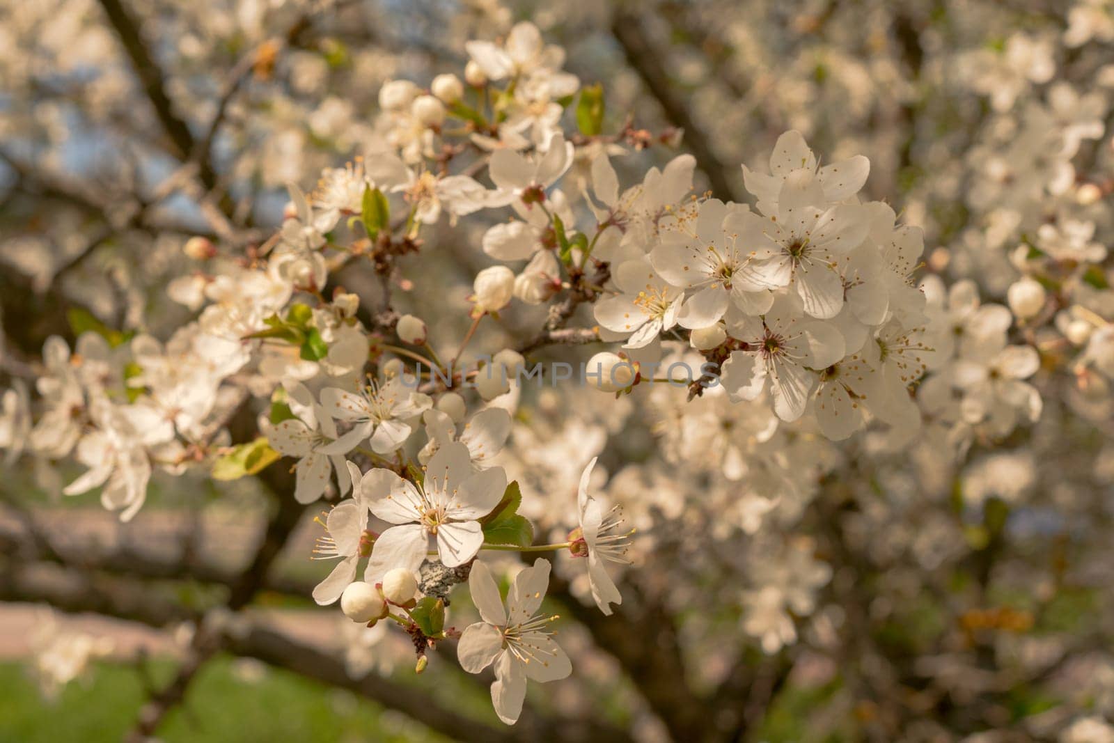 Spring cherry plum, flowering branches.