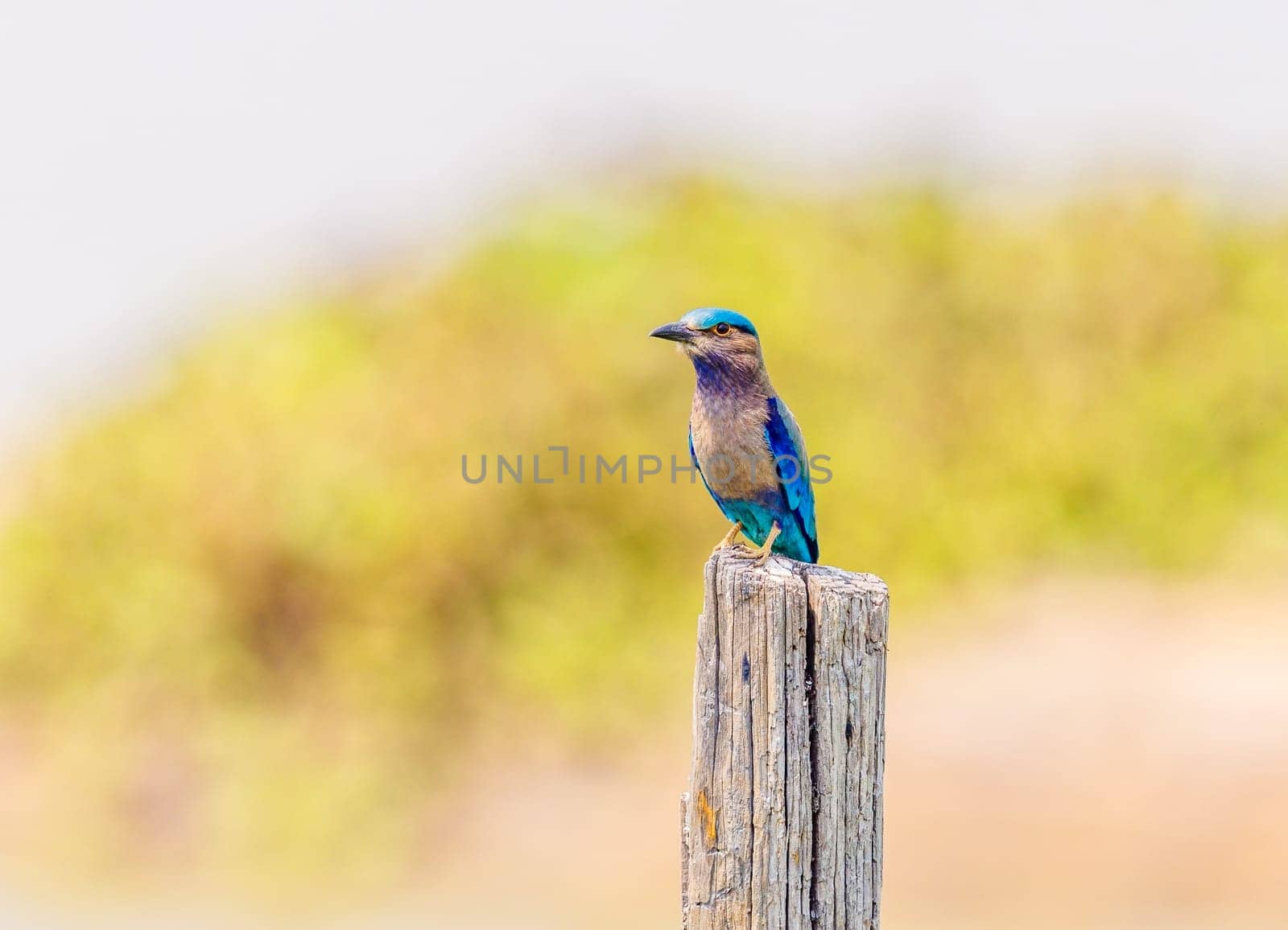 An Indochinese Roller perched on a stump in Cambodia