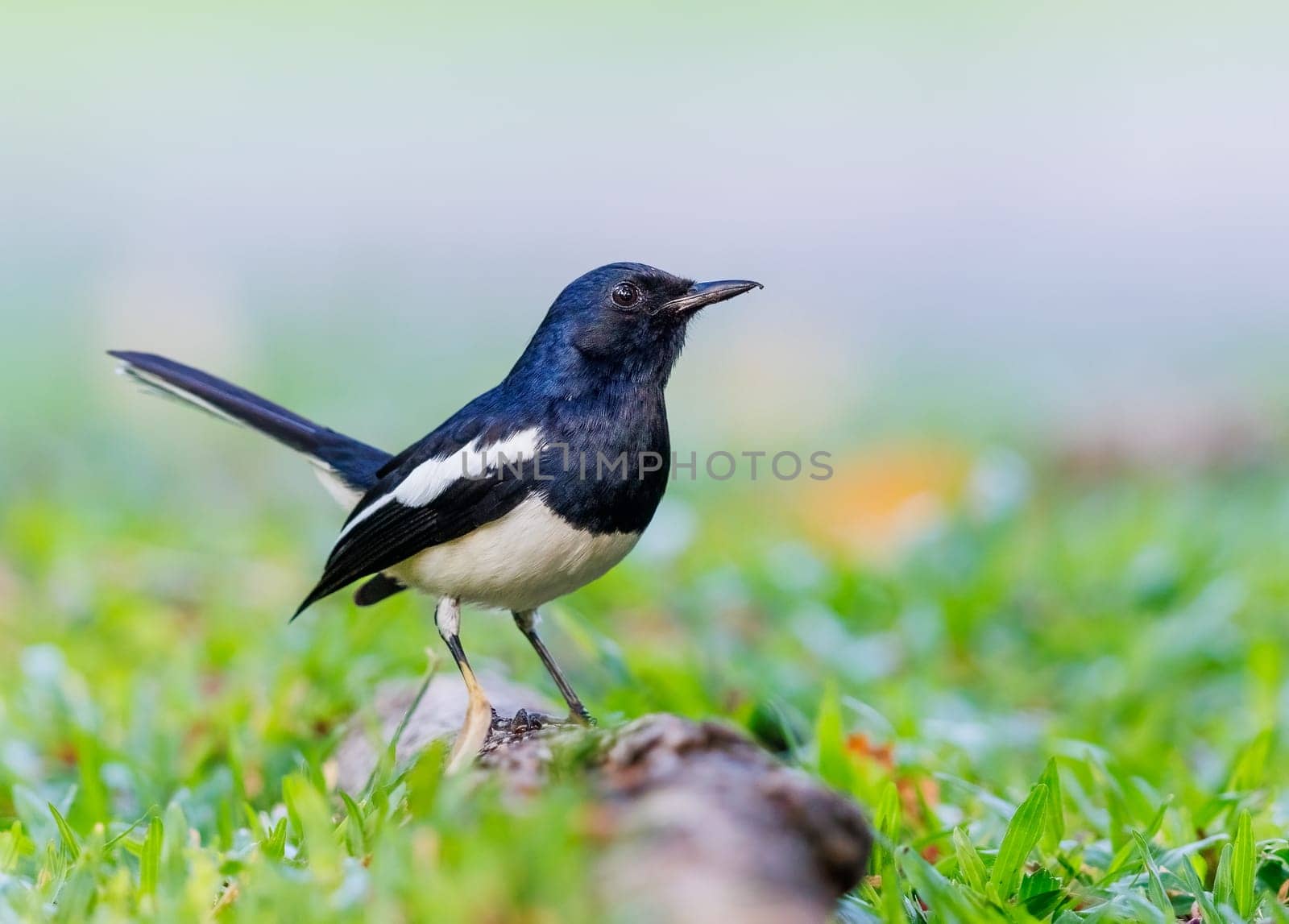 Oriental Magpie Robin perched on a tree root in Bangkok Thailand