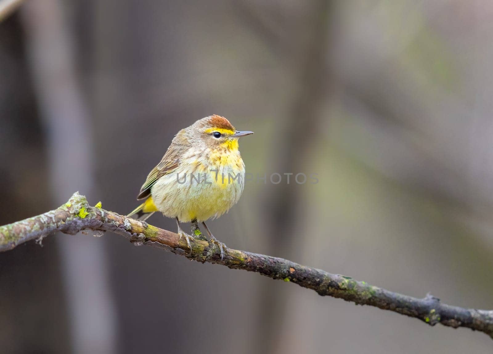 A Plam Warbler perched on a tree branch by Rajh_Photography