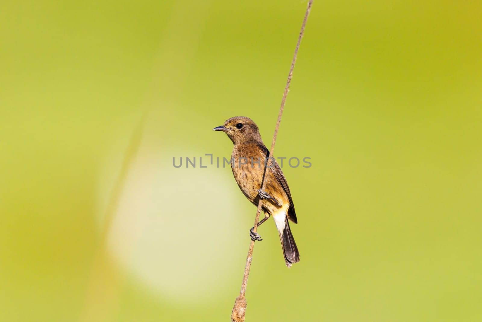 A Pied Buschat perched on reeds in Southern India