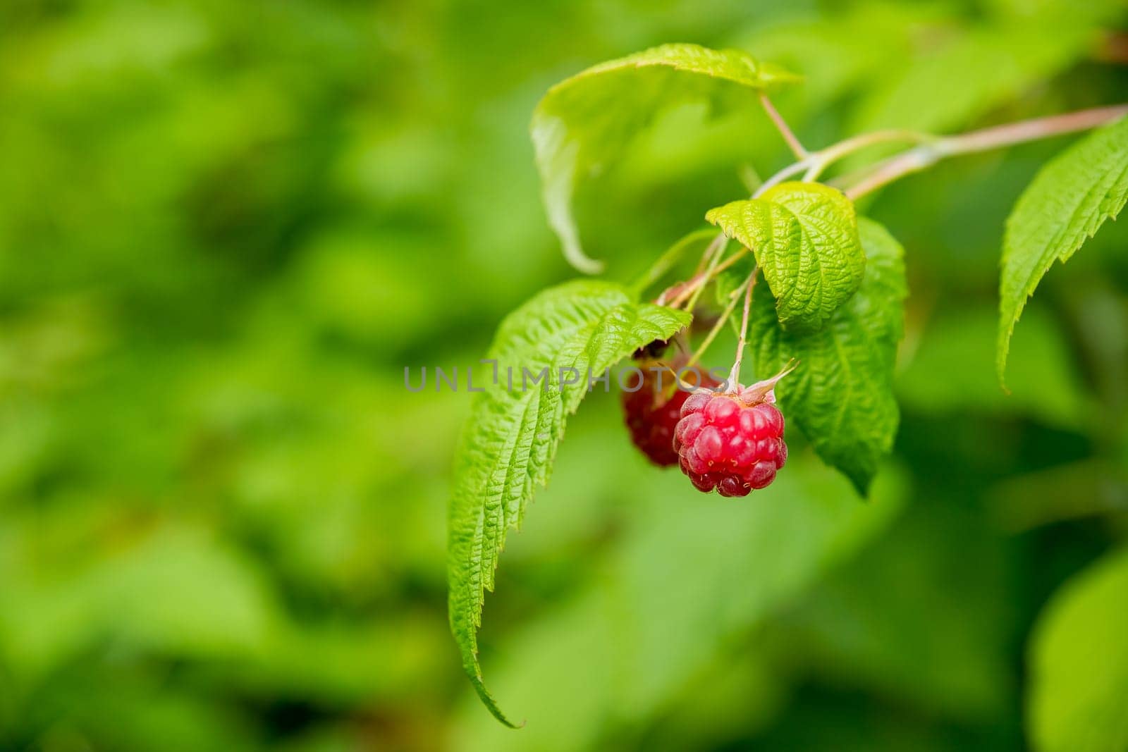 Branch of ripe raspberries in garden. Red sweet berries growing on raspberry bush in fruit garden.