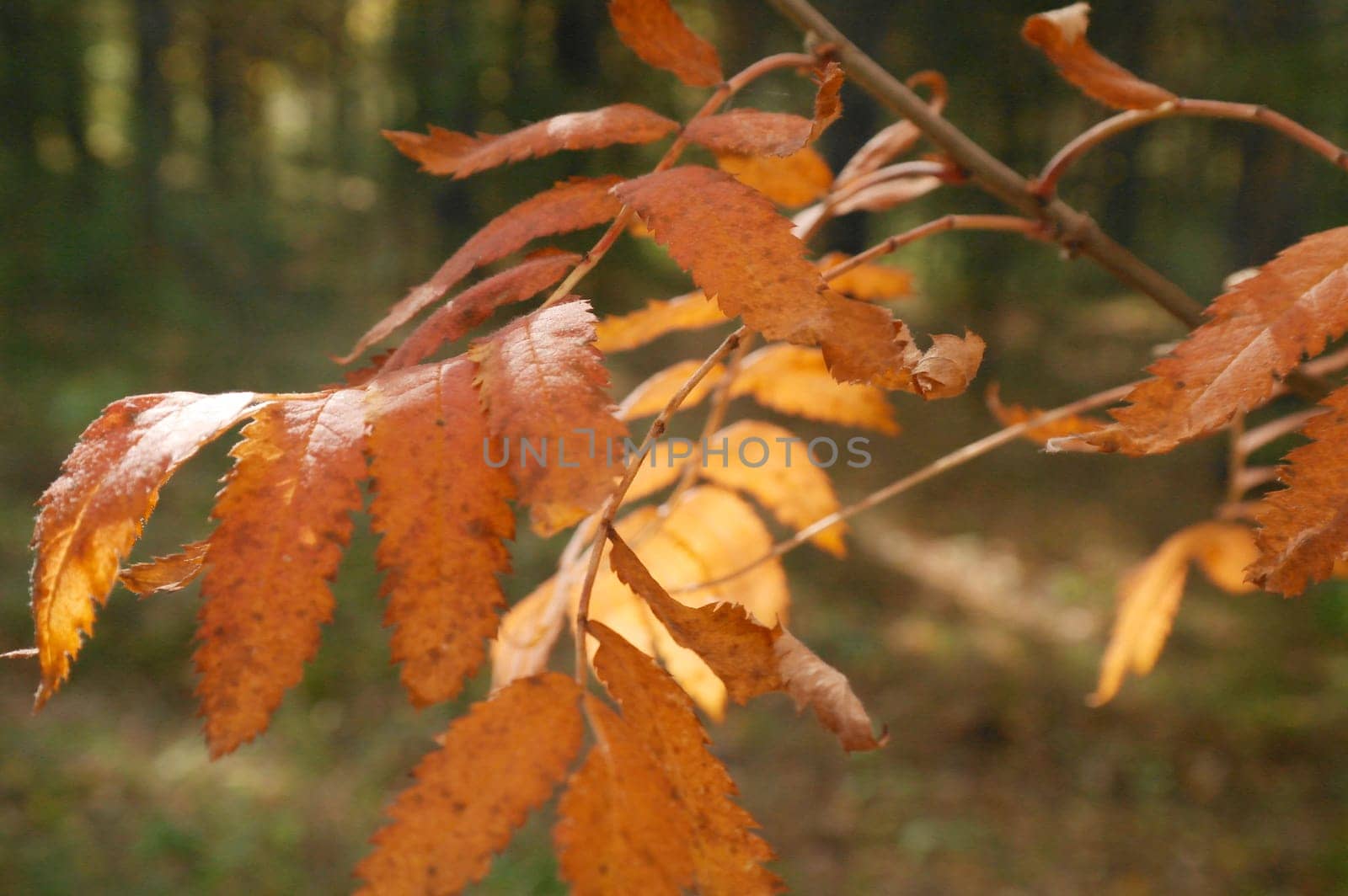 Autumn rowan leaves on beautiful nature blurred yellow background by fireFLYart