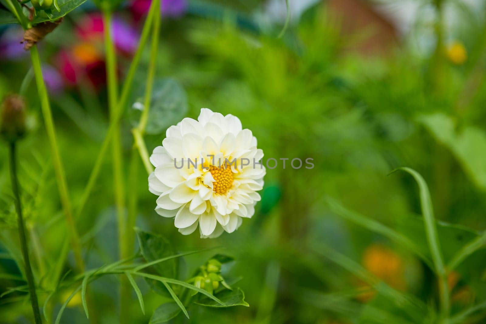 Red dahlia flower in garden. Red flowers.Dahlia pinnata.Beautiful picture of red dahlia. Wallpaper of beautiful flower.