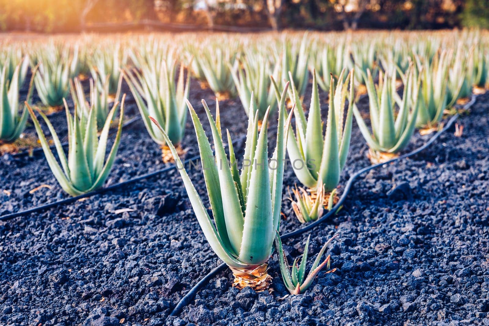 Plantation of medicinal aloe vera plant in the Canary Islands. Aloe Vera in farm garden in desert Furteventura. Growing Aloe vera in fertile volcanic soil, Fuerteventura Island, Spain.