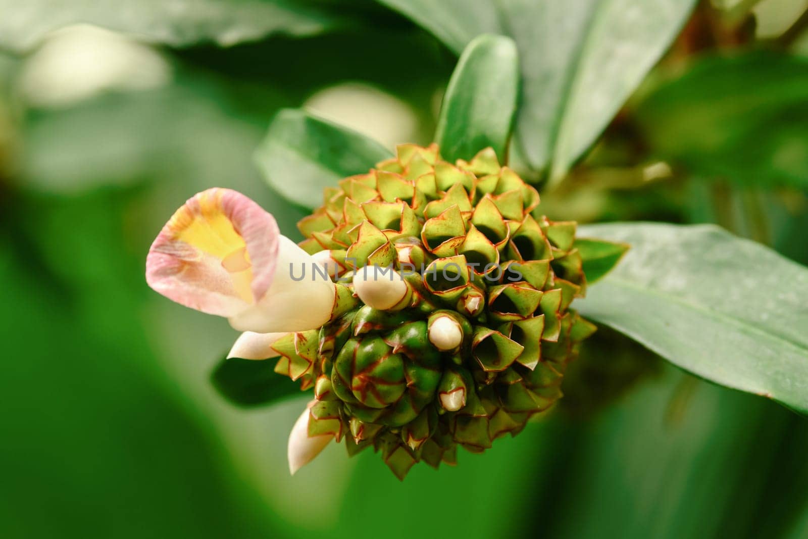 Spiral Ginger Costus afer is a perennial, rhizomatous herb
